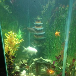 Meet your Posher, Sharon